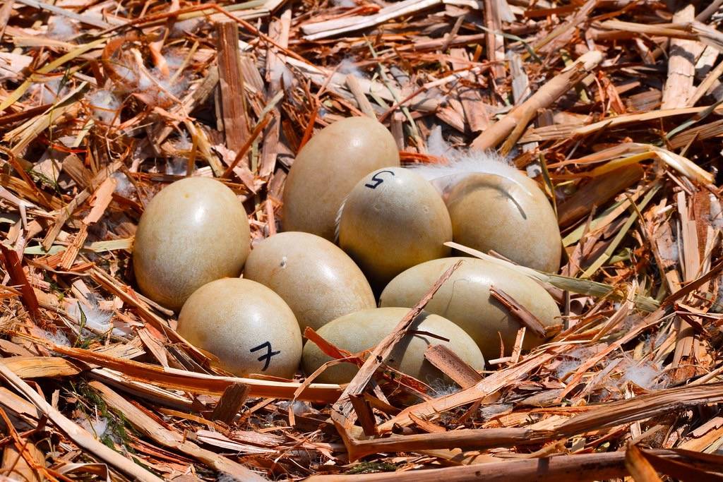 Mute swan nest by Jessica Plispanen/U.S. Fish and Wildlife Service - Midwest Region is licensed under CC BY 2.0.